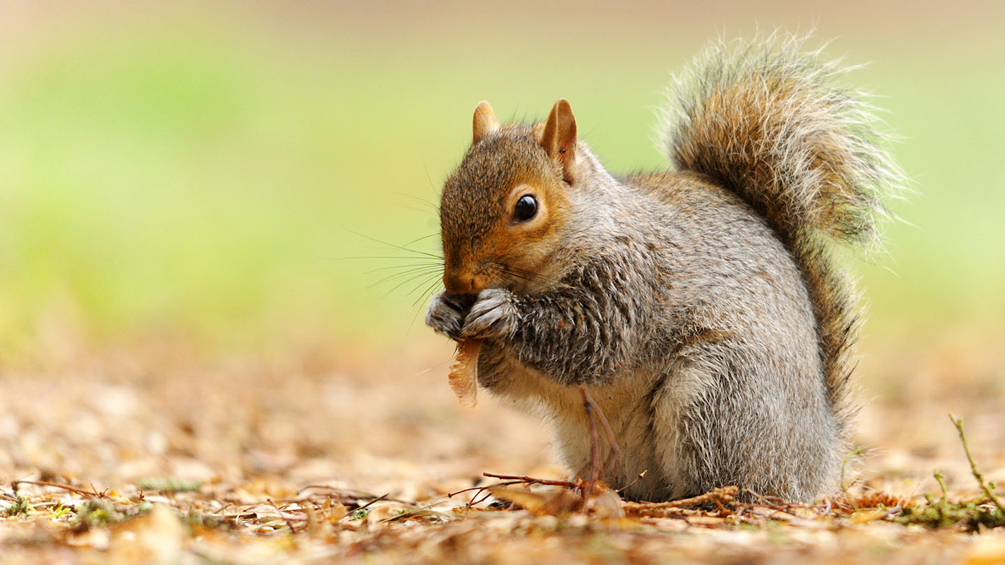 Grey Squirrel (Sciurus carolinensis) Woodland Trust