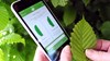 Woodland Trust tree identification app with mobile phone