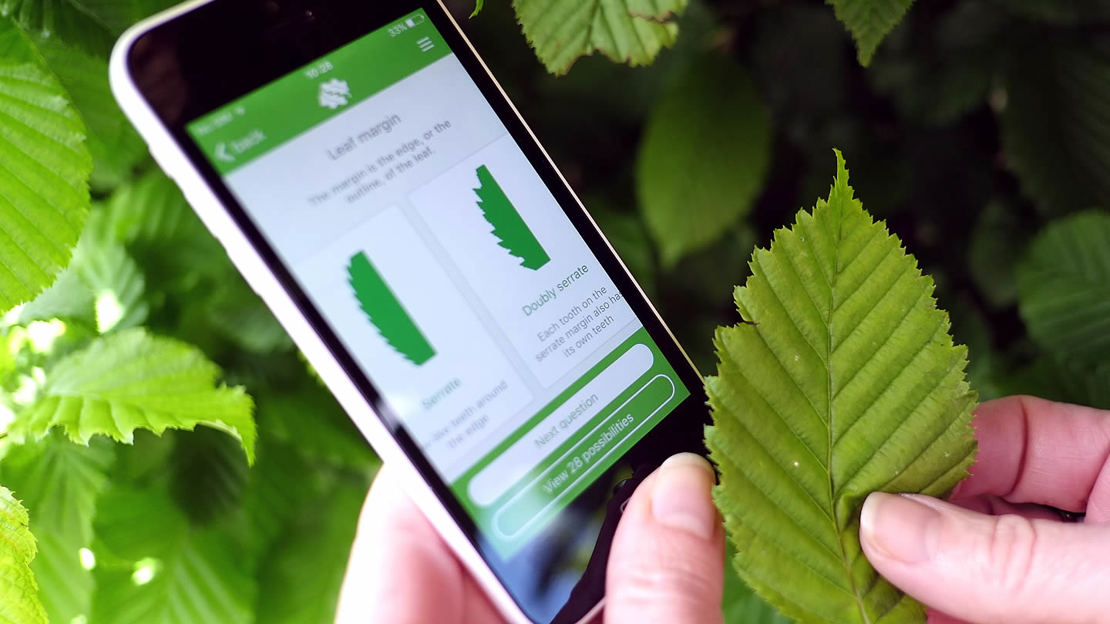 Woodland Trust tree identification app with mobile phone Woodland Trust tree identification app with mobile phone