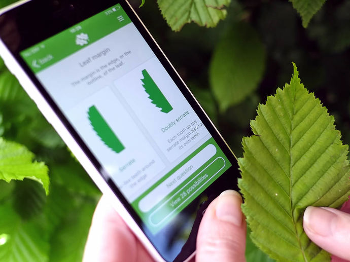 Tree Id App Winter Tree Identification - Woodland Trust
