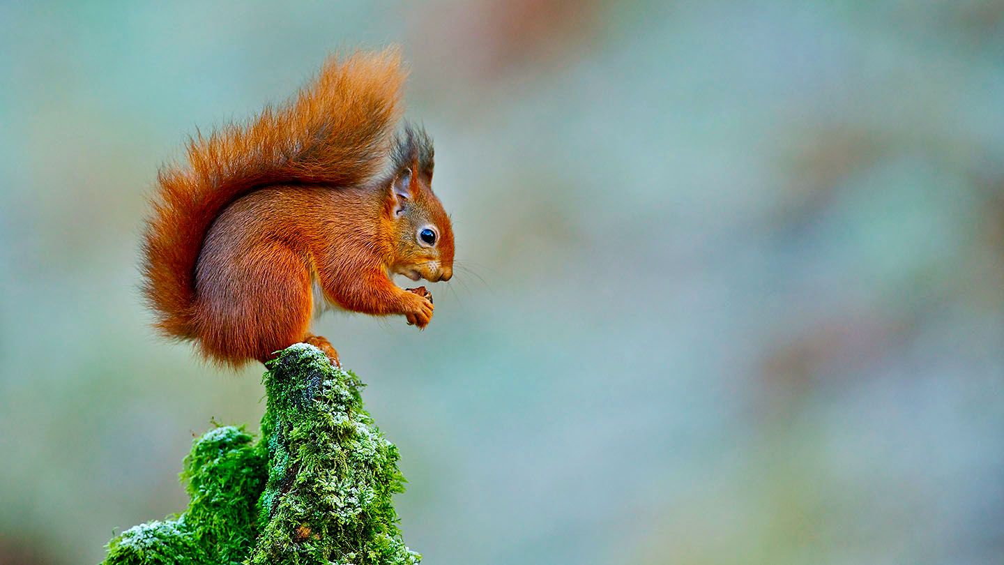Red Squirrel (Sciurus vulgaris) - Woodland Trust