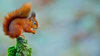 Red squirrel feeding