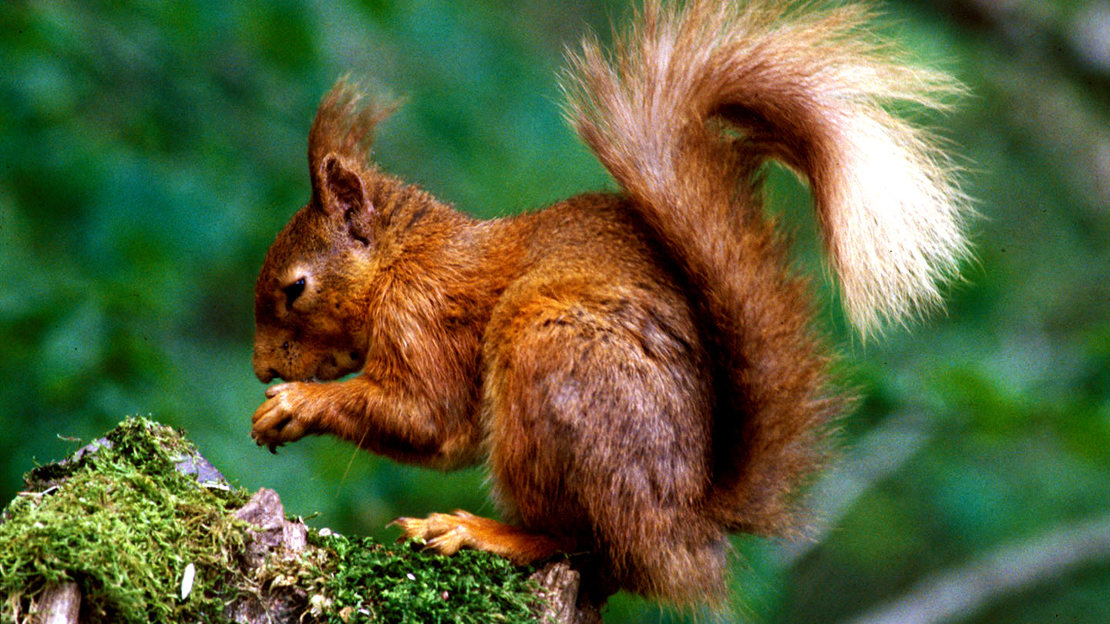 Red squirrel feeding
