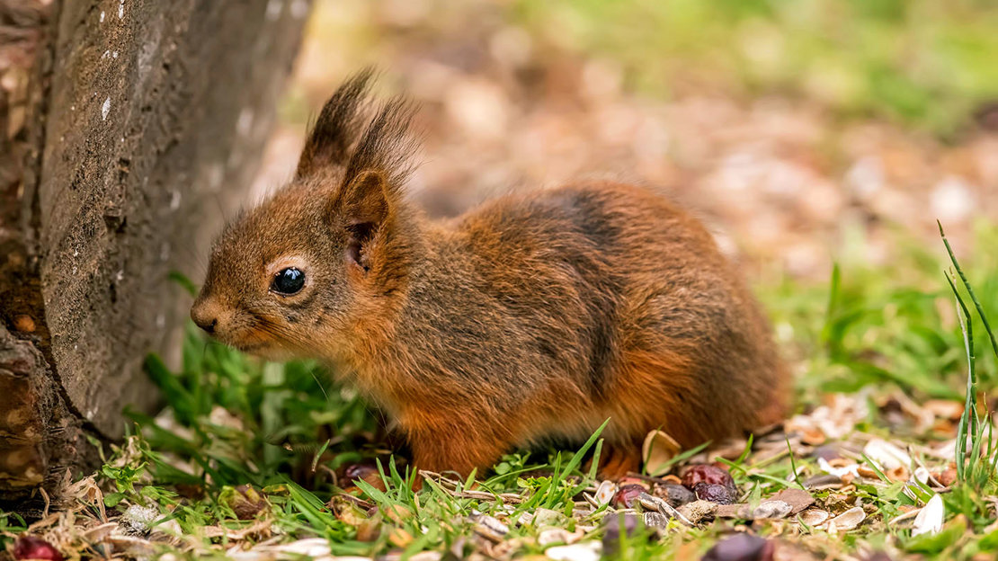 Juvenile red squirrel
