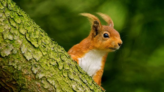 Red squirrel peeking around a tree branch