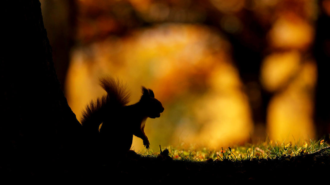 Red squirrel silhouette on woodland floor