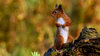 Alert red squirrel on hind legs