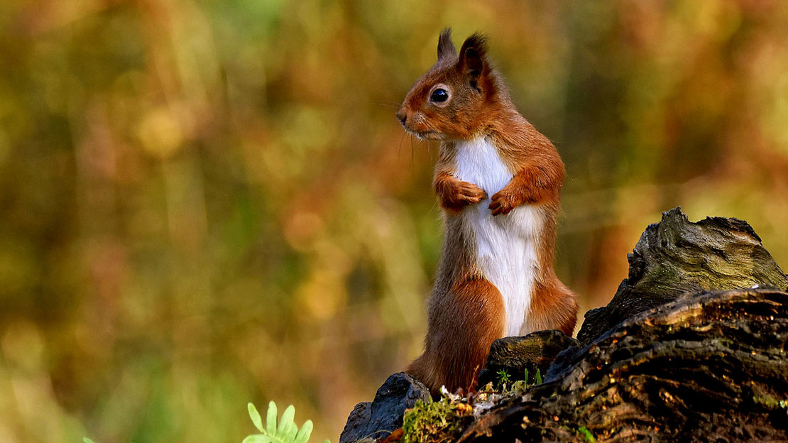 Alert red squirrel on hind legs Alert red squirrel on hind legs