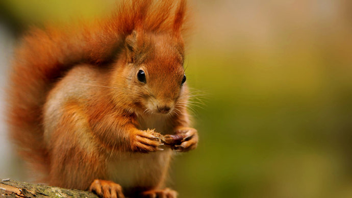 Red squirrel nibbling pine cone