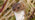 Stoat emerging from long grass