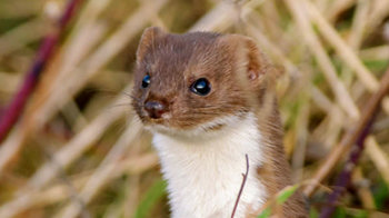 Stoat emerging from long grass Stoat emerging from long grass
