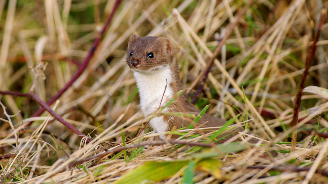 Fall Stoat Stoat (Mustela erminea) - British Mammals - Woodland Trust