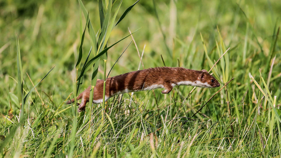 Weasel Mustela Nivalis British Mammals Woodland Trust Weasel Mustela Nivalis British Mammals Woodland Trust