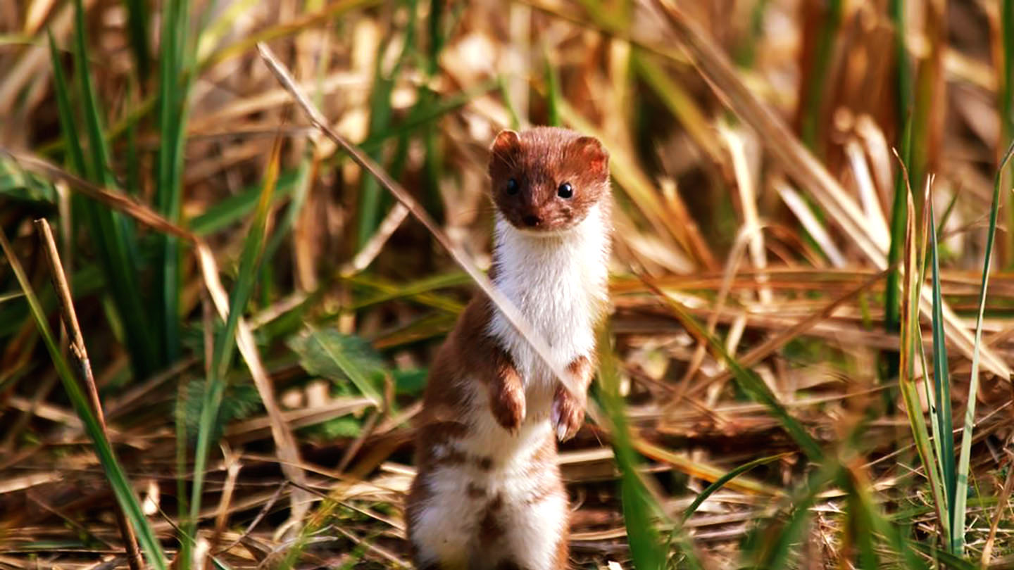 Weasel (Mustela nivalis) - British Mammals - Woodland Trust