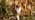 Weasel on hind legs