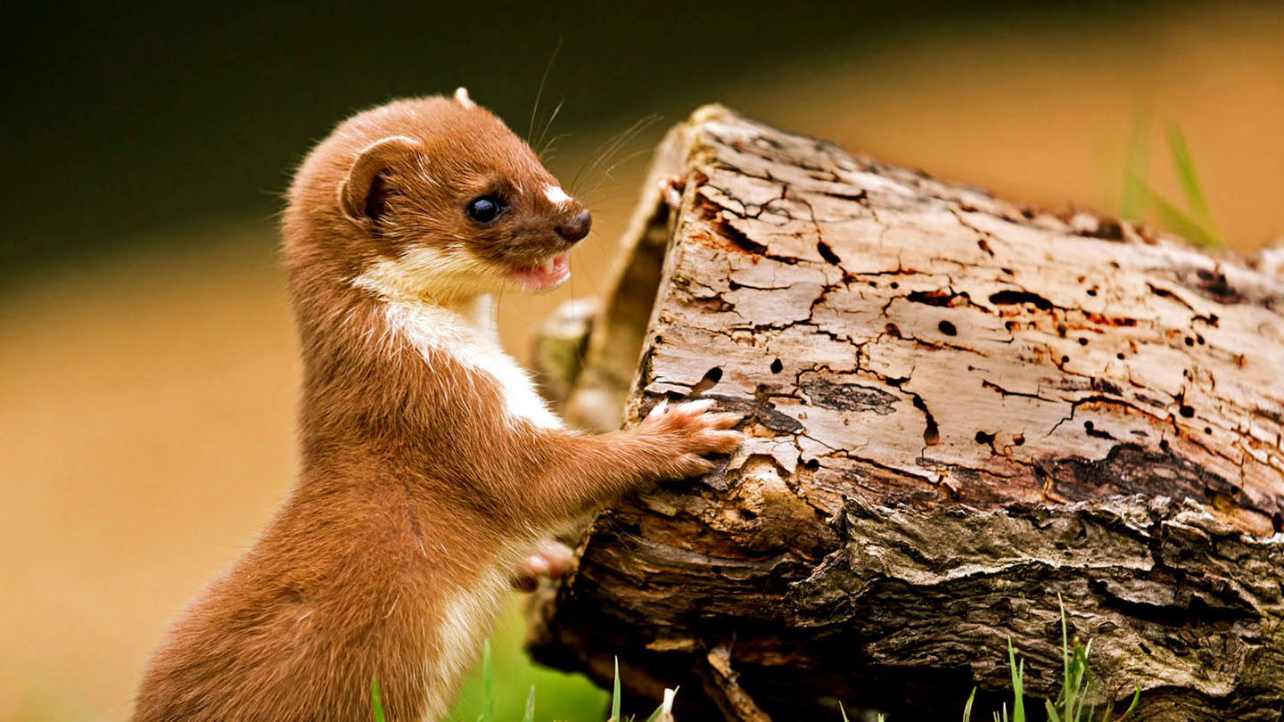 Weasel Weasel (Mustela nivalis) - British Mammals - Woodland Trust