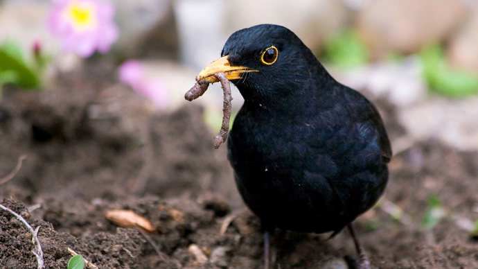 Male blackbird with worm