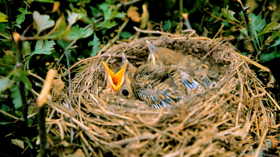 Blackbird chicks in nest