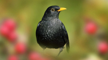 Male blackbird