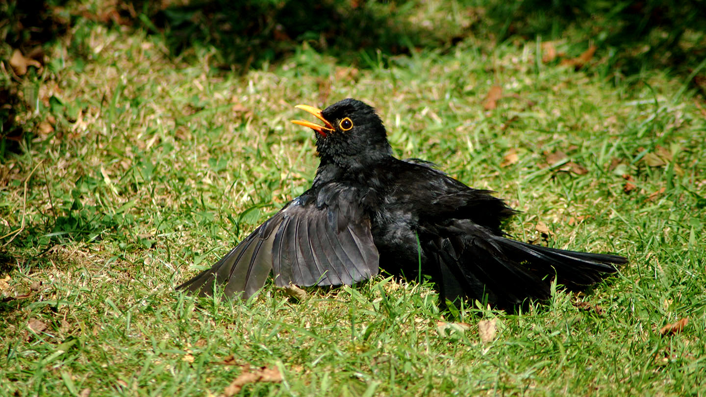Blackbird (Turdus merula) British Birds Woodland Trust