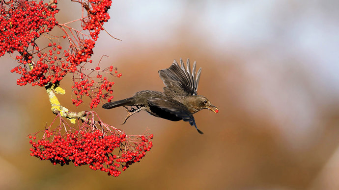 Female blackbird in flight with rowan berry