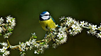 Blue tit on branch