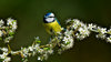 Blue tit on branch