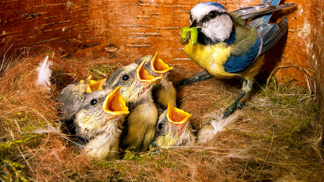 Juvenile blue tits in nest with adult