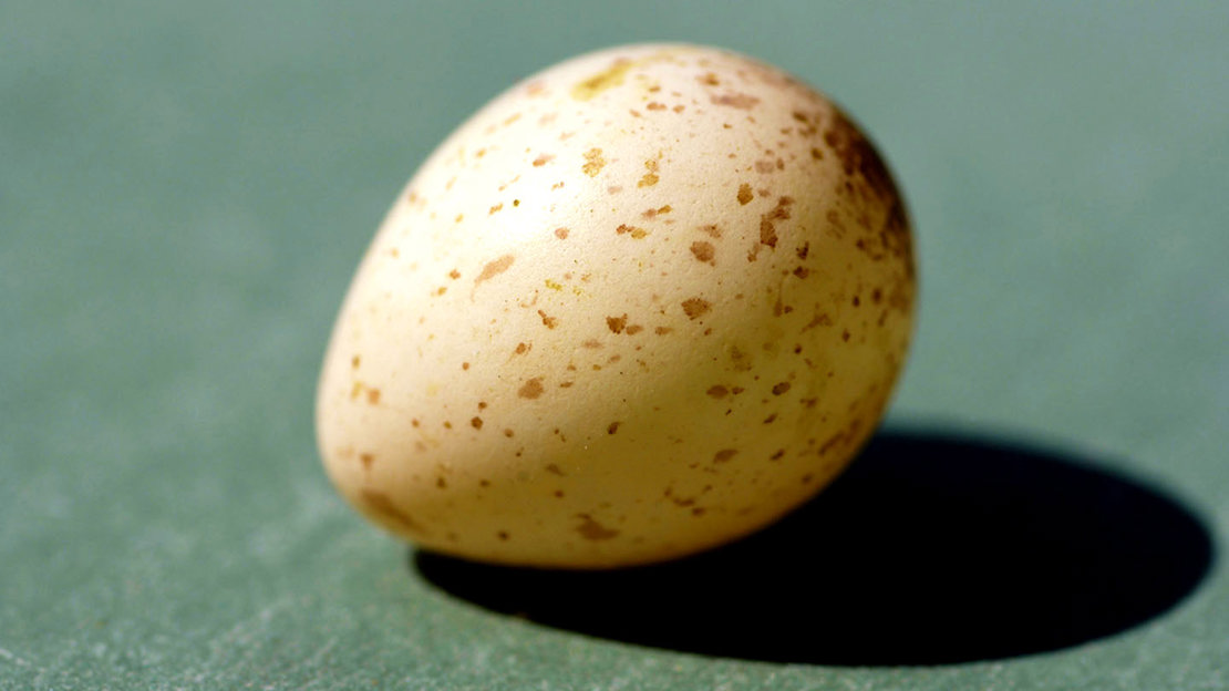 Blue tit egg