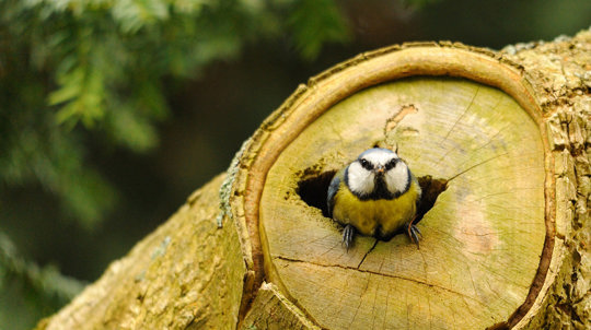 Animal mating rituals: 12 eye-opening breeding habits - Woodland Trust