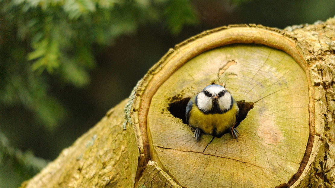 Blue tit peeking out from tree