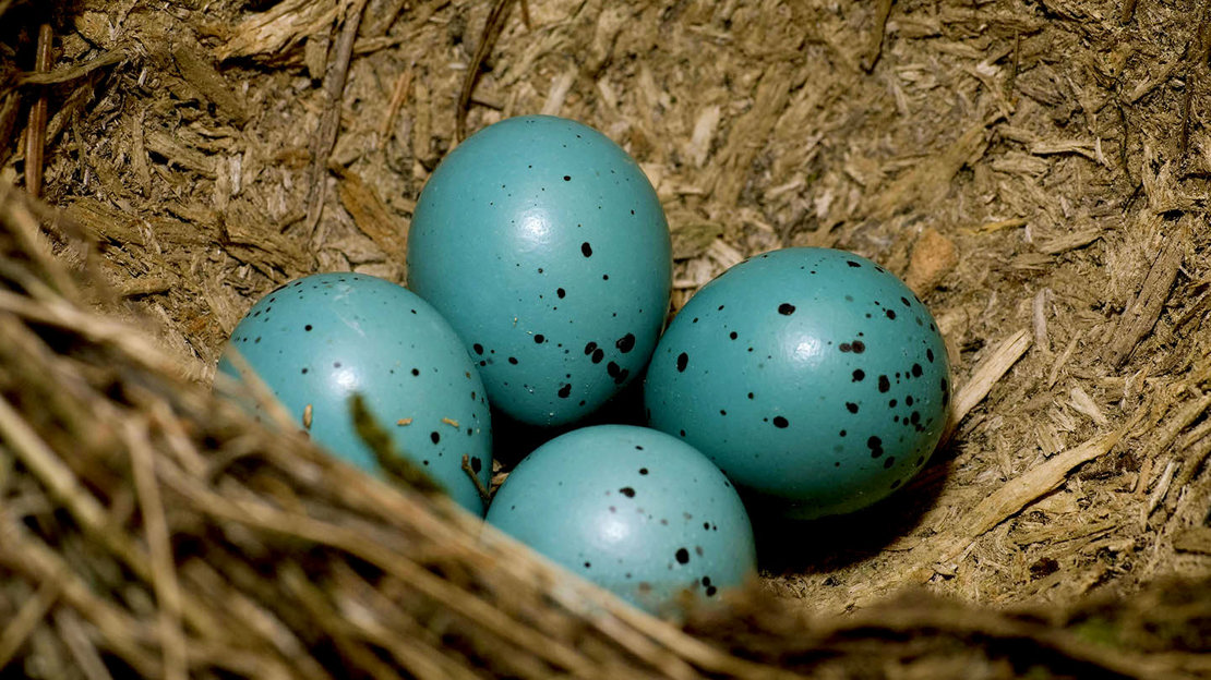 Song thrush nest with four blue eggs
