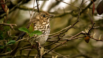 Song thrush perched in tree