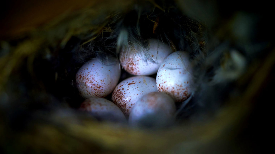 Treecreeper eggs in nest