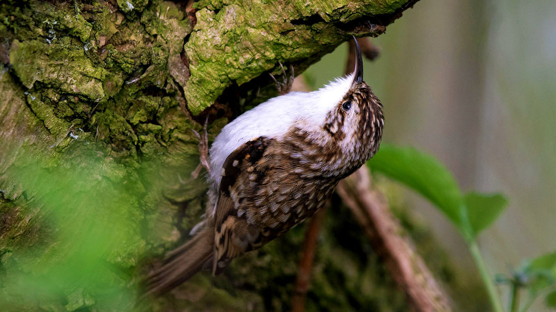 Treecreeper foraging for insects in tree trunk