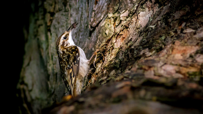 Treecreeper on tree trunk with insect in beak
