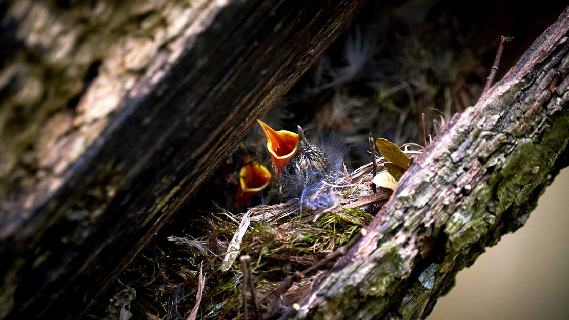 Treecreeper chicks in nest