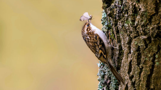 Treecreeper climbing tree trunk eating butterfly