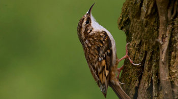 Treecreeper climbing up tree close up
