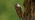 Treecreeper climbing up tree close up