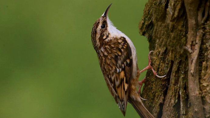 Treecreeper climbing up tree close up