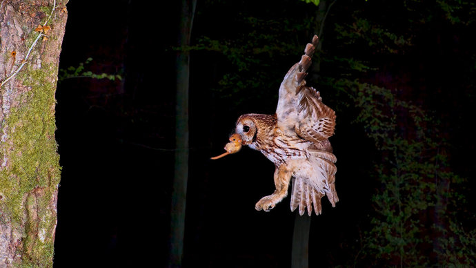 Tawny owl in flight with dormouse prey