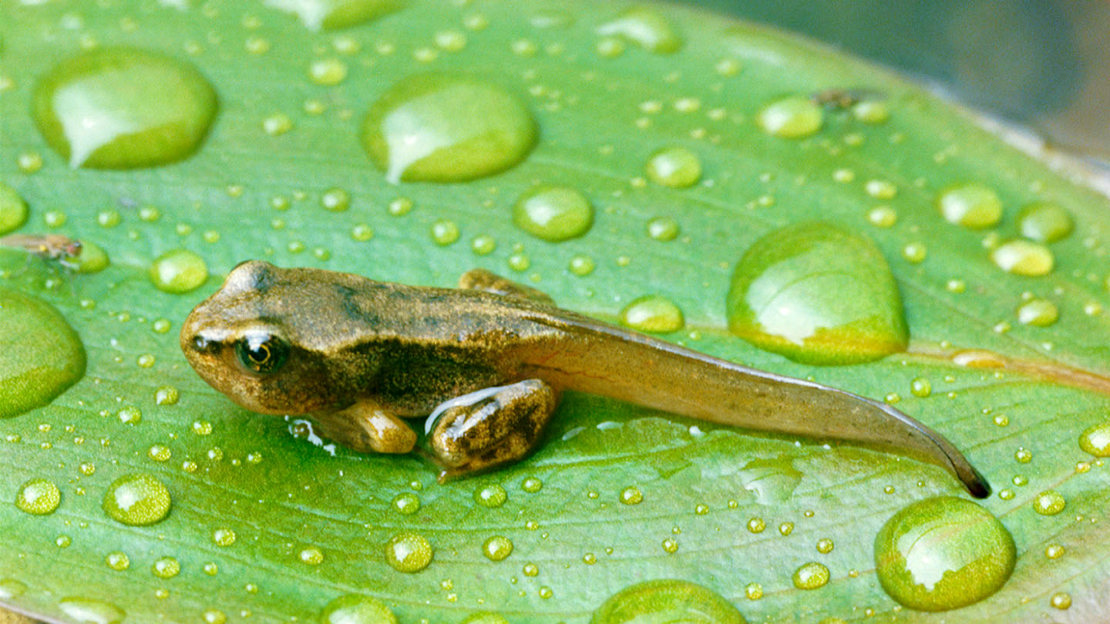 Common frog froglet on pond leaf
