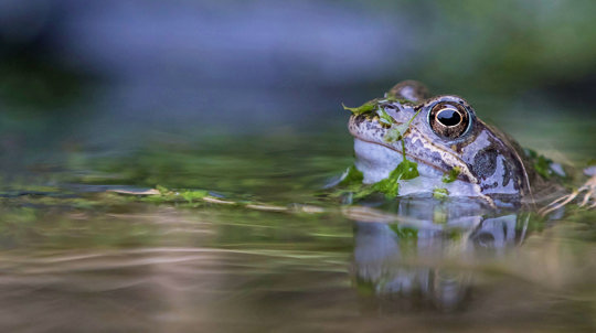 Common frog head emerging from pond 'a frog in the water'