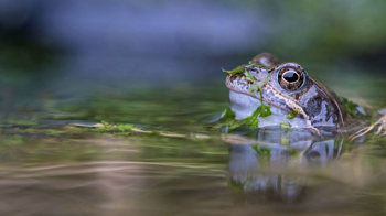 Common frog head emerging from pond