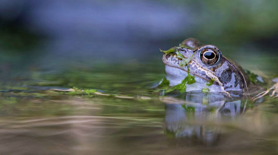 Common frog head emerging from pond