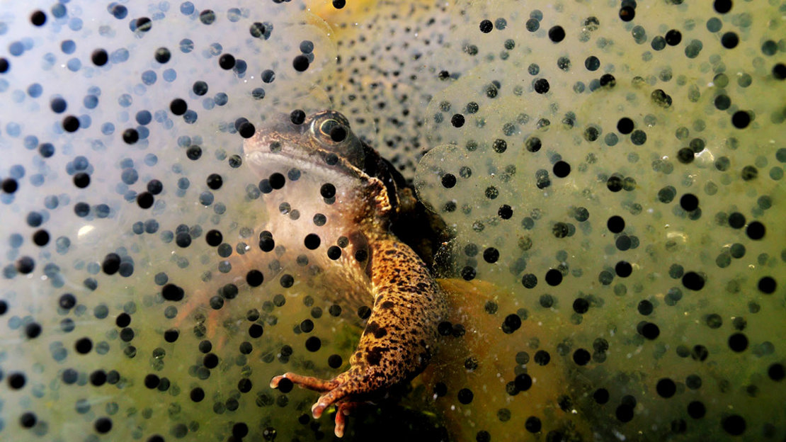 Common frog underwater in frogspawn
