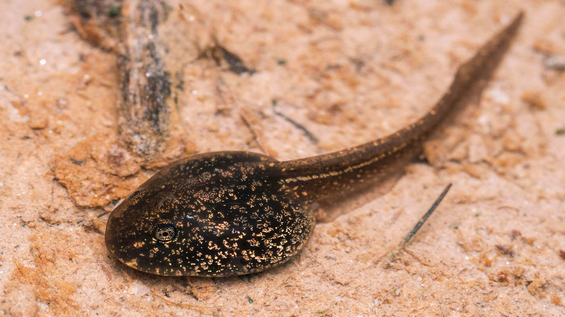 Common frog tadpole
