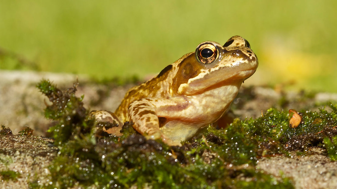 Common frog close up