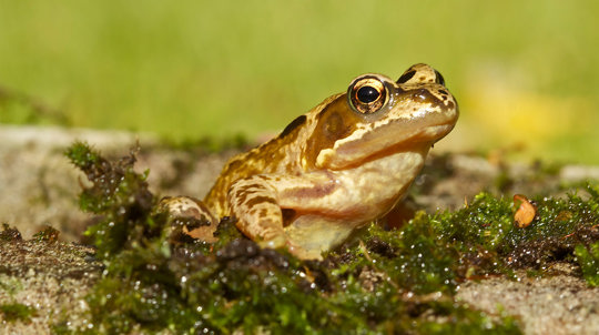 Common frog close up